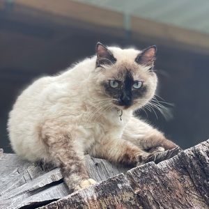 Meet your Posher, Silvia